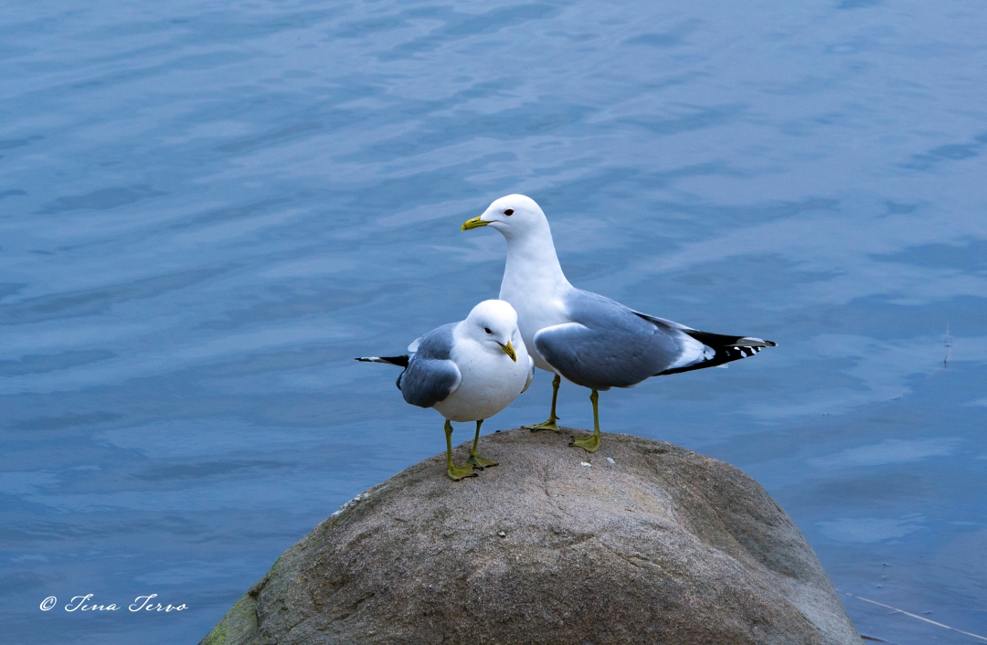 Kaksi kalalokkia istuu kivellä Töölönlahdella.